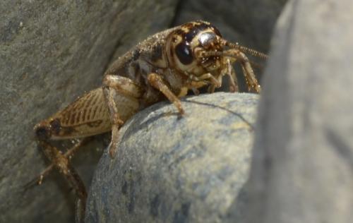 Eumodicogryllus bordigalensis bordigalensis
